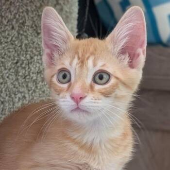 Dillinger26 -  Domestic Short Hair Cat for Adoption in Youngsville, North Carolina - Dillinger26 | PetCurious