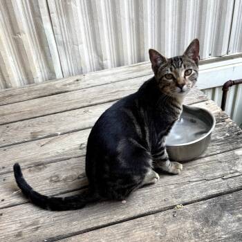 Rescue Domestic Short Hair Cats for Adoption in Brownsboro, Alabama - Kross | PetCurious