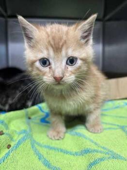 Domestic Short Hair Cats Available for Adoption - Eggnog | PetCurious