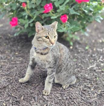 Luna -  Domestic Short Hair Cat for Adoption in Lemoyne, Pennsylvania - Luna | PetCurious