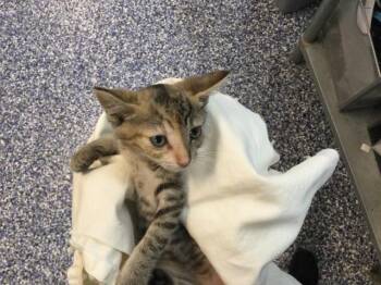 A1922362 -  Domestic Short Hair Cat for Adoption in Thousand Palms, California - A1922362 | PetCurious