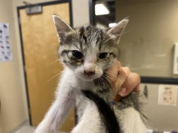 Domestic Medium Hair Cats Available for Adoption in Modesto, California - A611020 | PetCurious