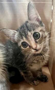 ILLAOI -  Domestic Short Hair Cat for Adoption in Houston, Texas - ILLAOI | PetCurious