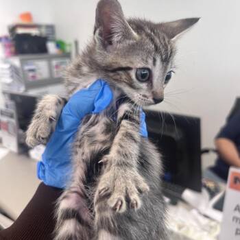 Bexley -  Domestic Short Hair Cat for Adoption in Philadelphia, Pennsylvania - Bexley | PetCurious