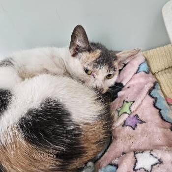 Zebra Cake -  Domestic Short Hair Cat for Adoption in Ridgely, Maryland - Zebra Cake | PetCurious