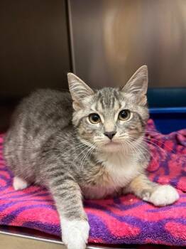 Prazi (Petsmart) -  Domestic Short Hair Cat for Adoption in Ocala, Florida - Prazi (Petsmart) | PetCurious