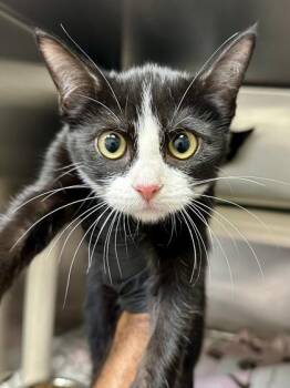 Snoopy -  Domestic Short Hair Cat for Adoption in Wichita, Kansas - Snoopy | PetCurious