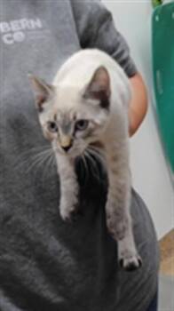 SULLY -  Domestic Short Hair Cat for Adoption in Albuquerque, New Mexico - SULLY | PetCurious