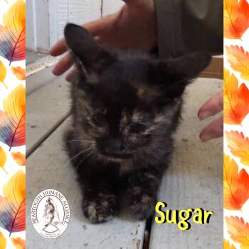 Rescue Domestic Short Hair Cats for Adoption in Red Lodge, Montana - Sugar | PetCurious