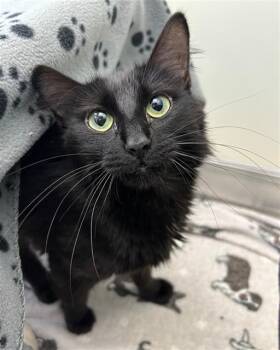 GIMBLE -  Domestic Long Hair Cat for Adoption in Geneva, Illinois - GIMBLE | PetCurious