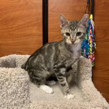 Tigger -  Domestic Short Hair Cat for Adoption in Port Jefferson Station, New York - Tigger | PetCurious