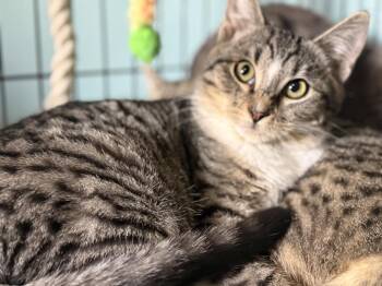Domestic Short Hair and Tabby Cats Available for Adoption - Bombon Ironwood | PetCurious