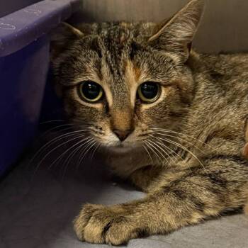 Rescue Domestic Short Hair Cats for Adoption in Napoleon, Ohio - Dejavu 40C25 | PetCurious