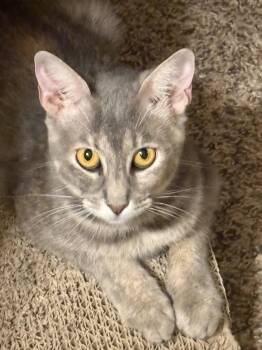 Queen Esther -  Domestic Short Hair Cat for Adoption in Dallas, Texas - Queen Esther | PetCurious