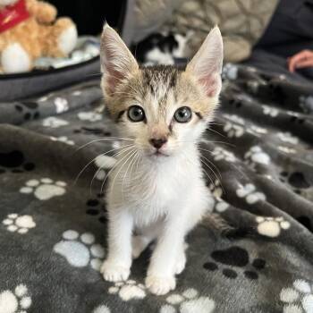Venn -  Domestic Short Hair Cat for Adoption in Los Angeles, California - Venn | PetCurious