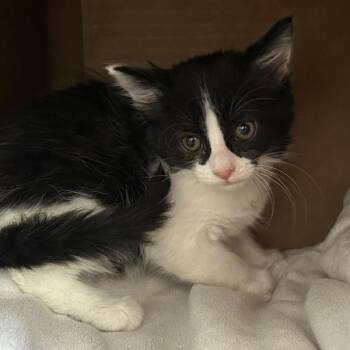 Swiss Cheese -  Domestic Short Hair Cat for Adoption in Oakland, California - Swiss Cheese | PetCurious