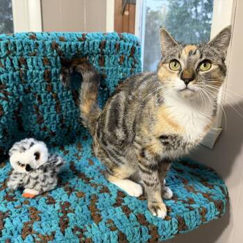 Ivee (super sweet) -  Domestic Short Hair Cat for Adoption in Brighton, New York - Ivee (super Sweet) | PetCurious