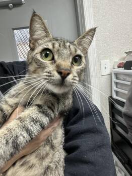 Domestic Short Hair Cats Available for Adoption - Darling | PetCurious