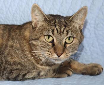 Rescue Domestic Short Hair Cats for Adoption in Euclid, Ohio - Layla | PetCurious