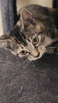 Marshmallow -  Domestic Short Hair Cat for Adoption in Kirklin, Indiana - Marshmallow | PetCurious