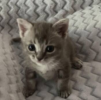 Domestic Short Hair Cats Available for Adoption - A1949959 | PetCurious