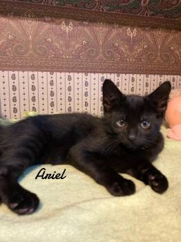Rescue Domestic Short Hair Cats for Adoption in Naugatuck, Connecticut - Ariel Born 3/19/25 | PetCurious