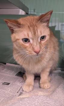 Domestic Short Hair and Manx Cats Available for Adoption in Fort Worth, Texas - Honest John | PetCurious