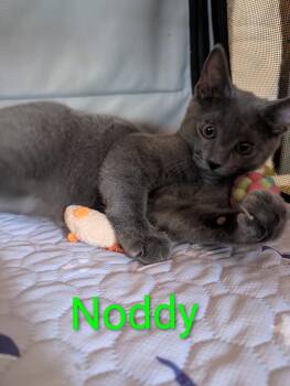 Noddy Heber -  Domestic Short Hair and Russian Blue Cat for Adoption in Chandler, Arizona - Noddy Heber | PetCurious