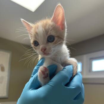 Domestic Short Hair Cats Available for Adoption in Ojai, California - Hiccup | PetCurious
