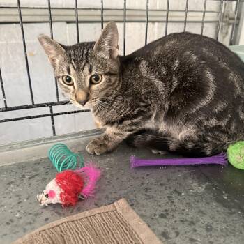 Not So Bad -  Tabby and Bengal Cat for Adoption in Las Vegas, Nevada - Not So Bad | PetCurious