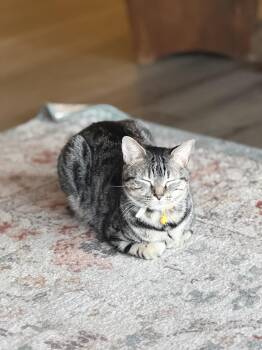 Scarlett -  Domestic Short Hair Cat for Adoption in Clayton, North Carolina - Scarlett | PetCurious