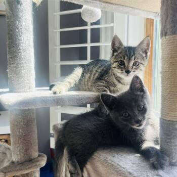 Duffel Bag -  Domestic Short Hair Cat for Adoption in Gibsonia, Pennsylvania - Duffel Bag | PetCurious