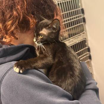 Zoria -  Domestic Short Hair Cat for Adoption in Columbus, Georgia - Zoria | PetCurious