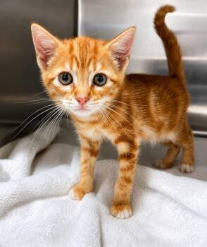 Reef -  Domestic Short Hair Cat for Adoption in Labelle, Florida - Reef | PetCurious
