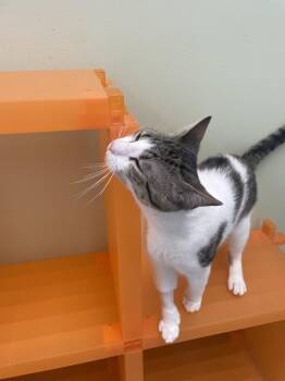 Domestic Short Hair Cats Available for Adoption in Trenton, Maine - F.B. | PetCurious