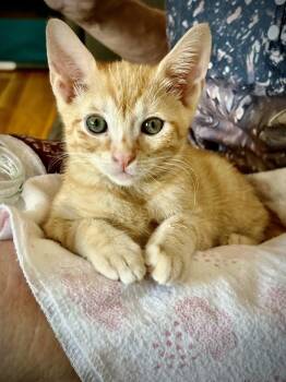 O.J. -  Domestic Short Hair Cat for Adoption in Green Valley, Arizona - O.J. | PetCurious