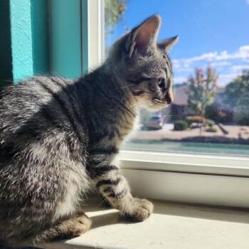Jesse -  Domestic Short Hair Cat for Adoption in Pleasant Hill, California - Jesse | PetCurious