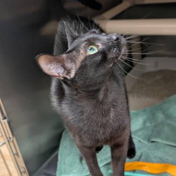 Pepper -  Domestic Short Hair Cat for Adoption in St. Augustine, Florida - Pepper | PetCurious