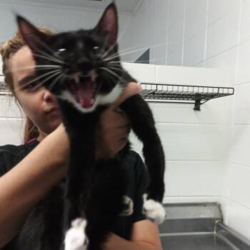 Anne Catheway -  Domestic Short Hair Cat for Adoption in Spruce Pine, North Carolina - Anne Catheway | PetCurious
