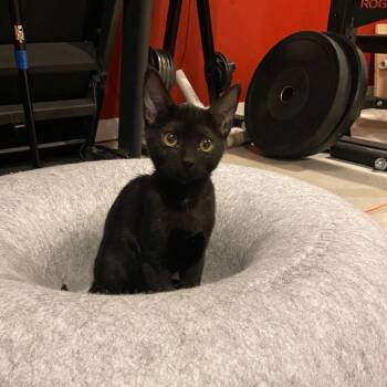 Licorice -  Domestic Short Hair Cat for Adoption in Spokane, Washington - Licorice | PetCurious