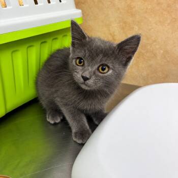 Smoke -  Domestic Short Hair Cat for Adoption in Eureka Springs, Arkansas - Smoke | PetCurious