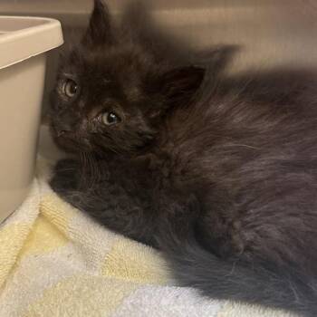 Cameron -  Domestic Medium Hair Cat for Adoption in Walnut Creek, California - Cameron | PetCurious