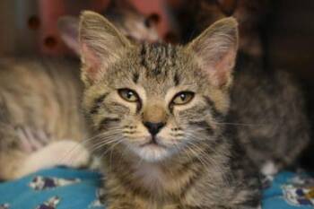 Sharp -  Domestic Short Hair Cat for Adoption in Kansas City, Missouri - Sharp | PetCurious