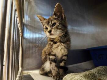 A1052276 -  Domestic Short Hair Cat for Adoption in Martinez, California - A1052276 | PetCurious