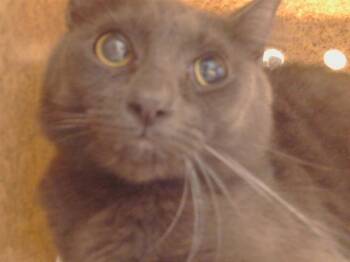 A926286 -  Domestic Short Hair Cat for Adoption in Sacramento, California - A926286 | PetCurious