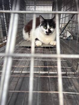 Grinch -  Domestic Medium Hair Cat for Adoption in Wauchula, Florida - Grinch | PetCurious