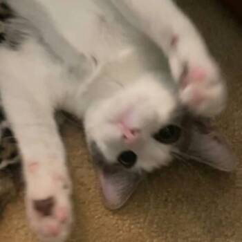 Grits -  Domestic Short Hair Cat for Adoption in Dekalb, Illinois - Grits | PetCurious