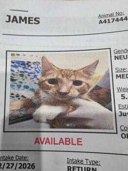 Domestic Short Hair Cats Available for Adoption - James | PetCurious