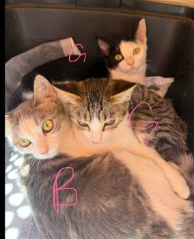 Domestic Short Hair Cats Available for Adoption in Lafayette, Colorado - Jane | PetCurious