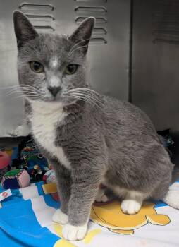 Domestic Short Hair Cats Available for Adoption - Socks | PetCurious